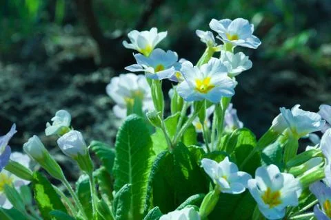 Primula flowers Stock Photos