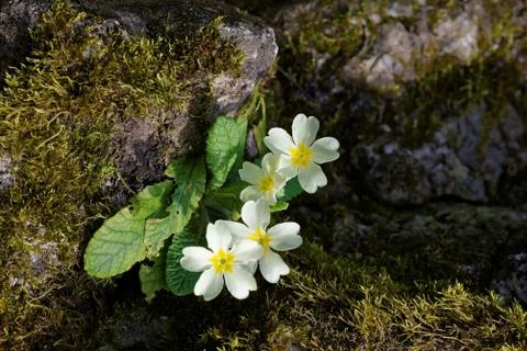 Primula flowers Stock Photos