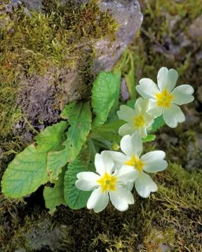 Primula flowers Stock Photos