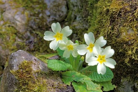 Primula flowers Foto stock