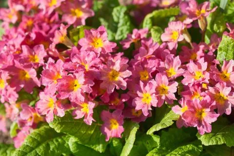 Primula flowers Stock Photos