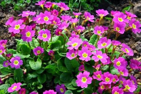 Primula in the garden Stock Photos