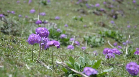 Primula Himalayan flower Stock Footage 38673108