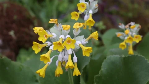 Primula palinuri 02 Video stock 150860236
