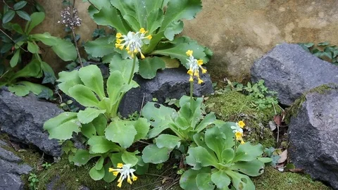 Primula palinuri 1 Stock Footage 87705917