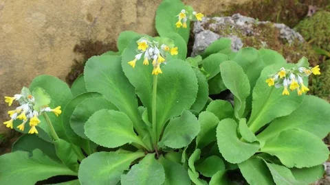 Primula palinuri 4K 02 Stock Footage 266089816
