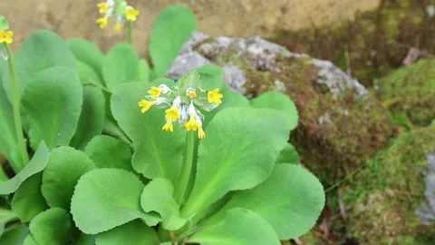 Primula palinuri 4K Stock Footage 266089830