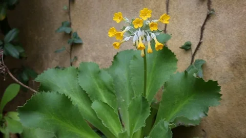 Primula palinuri Stock Footage 87706075