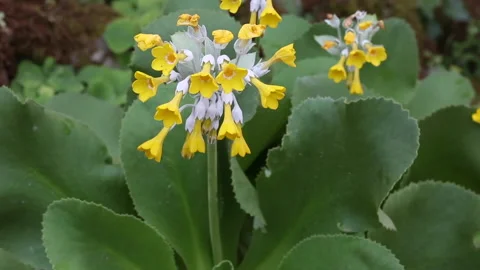 Primula palinuri Stock Footage 150860268