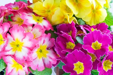 Primula Stock Photos