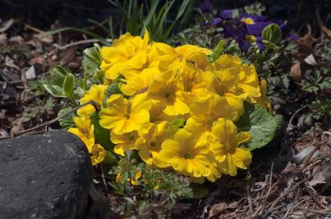 Primula Stock Photos