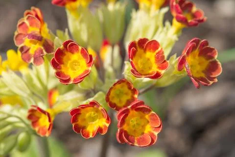 Primula Stock Photos