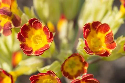 Primula Foto stock