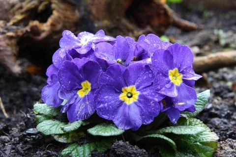 Primula Stock Photos