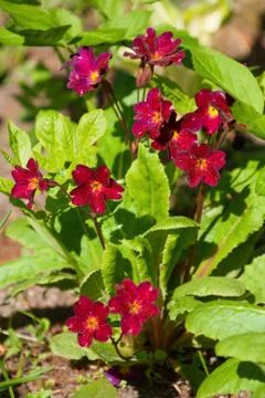 Primula Stock Photos