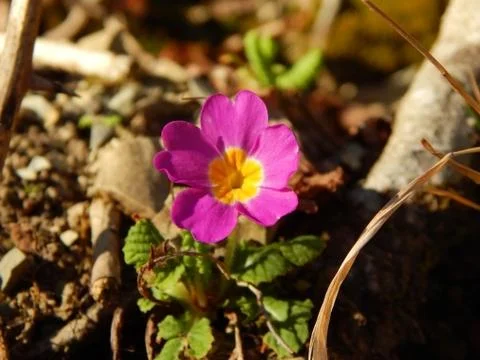 Primula Fotos de archivo