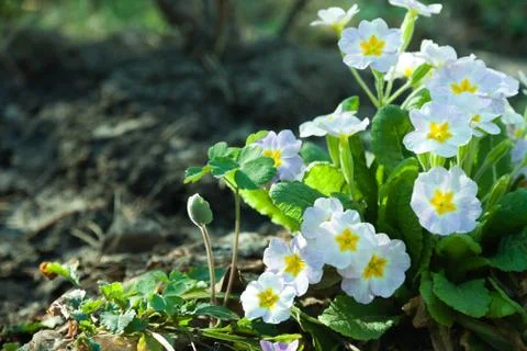 Primula primroses Stock Photos