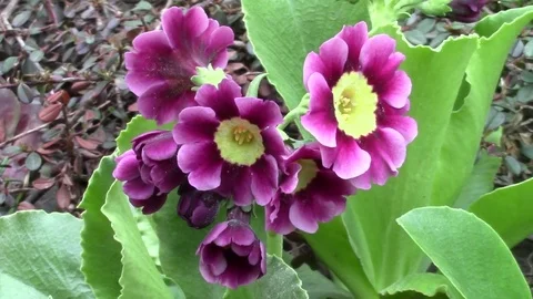Primula pubescens flower in the garden - macro Stock Footage