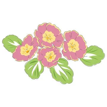 Primula spring flower Stock Illustration