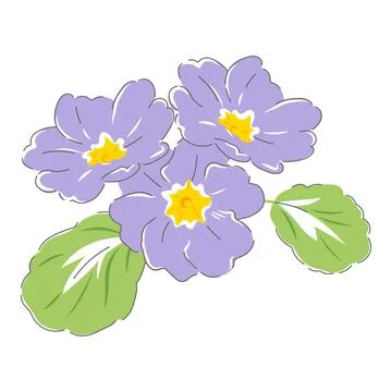 Primula spring flower Stock Illustration