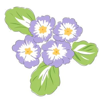 Primula spring flower Stock Illustration