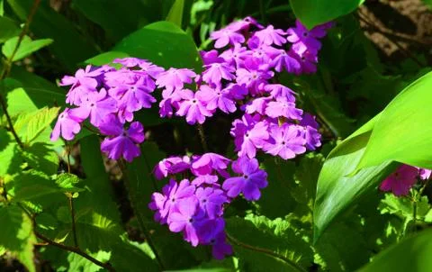 Primula in the spring garden Stock Photos