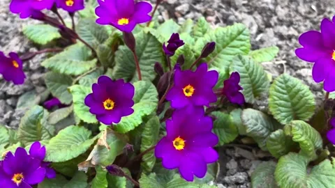 Primula spring primrose zoom out Stock Footage 239483531