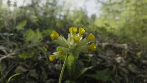 Primula veris 2 Stock Footage 274533832