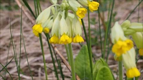 Primula veris Stock Footage 131914683