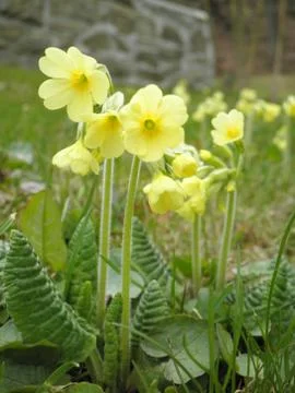 Primula veris 写真素材