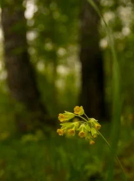 Primula veris Stock Photos