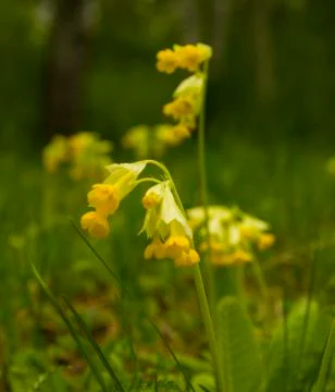 Primula veris Stock Photos
