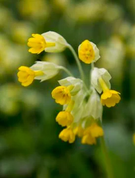Primula veris Stock Photos