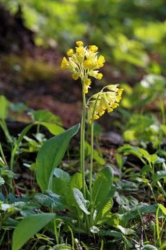 Primula veris Stock Photos