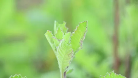 Primula veris plant. Stock Footage 301873213