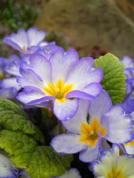 Primula vulgaris 写真素材
