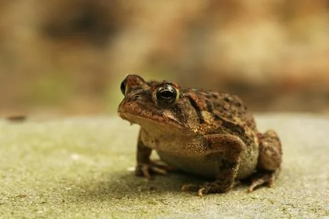 Prince charming Stock-Fotos