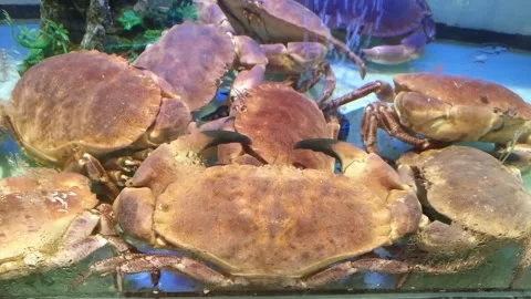 Prince crab Video stock 288279073