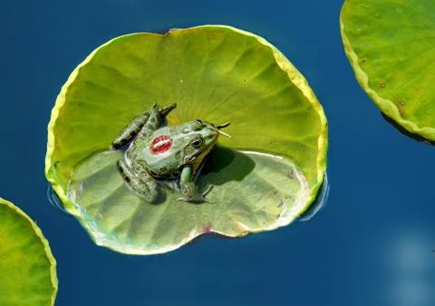 Prince frog Stock Photos