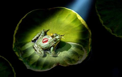 Prince frog in the spotlight Stock Photos