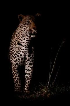Prince of the night Stock Photos