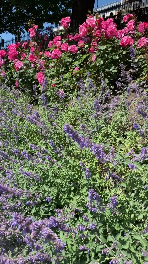 Princes Street Garden Video stock 171244532