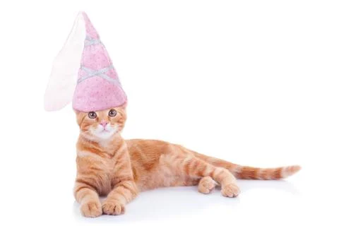Princess Cat Stock Photos