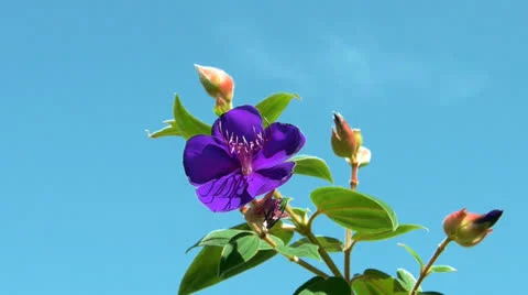 Princess flower Stockbeeldmateriaal 23100506