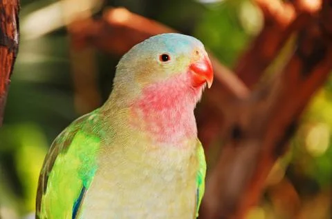 Princess parakeet 스톡 사진