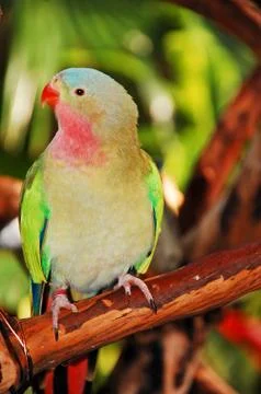 Princess parakeet Stock Photos