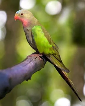 Princess parakeet Stock Photos