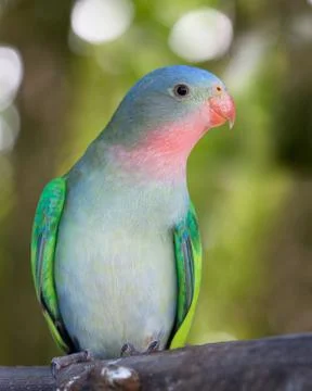 Princess parakeet Stock Photos