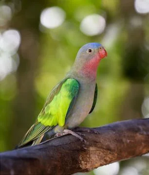 Princess parakeet Stock Photos