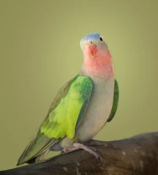 Princess parakeet Stock Photos
